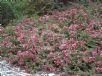 Grevillea lanigera Mt Tamboritha