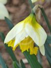 Narcissus Division 1 Big Chief