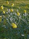 Narcissus Division 1 Magnifique