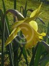 Narcissus Division 1 Spellbinder