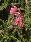 Grevillea hirtella