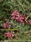 Grevillea hirtella