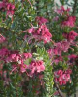 Grevillea baueri asperula