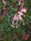 Grevillea baueri asperula