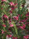 Grevillea baueri asperula