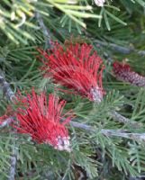 Grevillea rigida distans