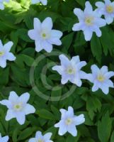 Anemone nemorosa Robinsoniana