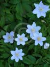 Anemone nemorosa Robinsoniana