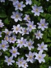 Anemone nemorosa Robinsoniana