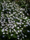 Anemone nemorosa Robinsoniana