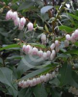 Lyonia ovalifolia elliptica