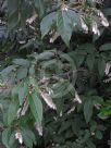 Lyonia ovalifolia elliptica