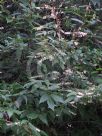 Lyonia ovalifolia elliptica