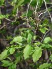 Lyonia ovalifolia elliptica