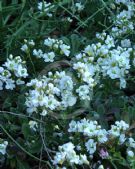 Arabis caucasica Flore Pleno