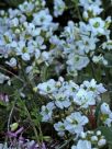 Arabis caucasica Flore Pleno