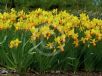 Narcissus Division 6 Jetfire