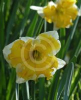 Narcissus Division 11 Sovereign