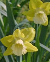 Narcissus Division 2 Tweety Pie