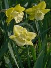 Narcissus Division 2 Tweety Pie