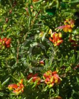 Grevillea Fire Cracker