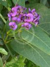 Hardenbergia violacea Regent