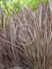 Phormium Bronze Warrior