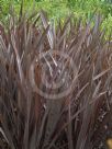 Phormium Bronze Warrior