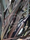 Phormium Black Rage