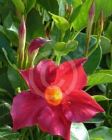 Mandevilla Sun Parasol Crimson