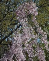 Prunus pendula Pendula Rosea