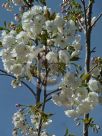 Prunus Shirotae