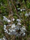 Prunus Snow Fountains