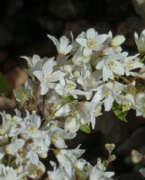 Deutzia gracilis Nikko