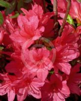 Rhododendron Kurume Hybrid Christmas Cheer