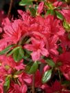 Rhododendron Kurume Hybrid Christmas Cheer