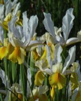 Iris xiphium Angel Wings