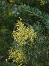 Acacia boormanii Gold Tips