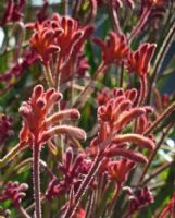 Anigozanthos Bush Volcano