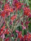 Anigozanthos Bush Volcano