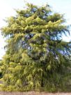 Cupressus macrocarpa Aurea Saligna