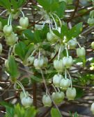 Enkianthus perulatus