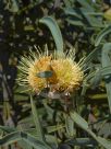 Hakea cinerea