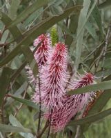 Hakea francisiana