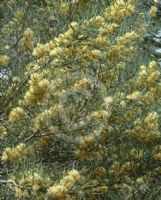 Hakea recurva