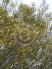 Hakea recurva