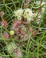 Hakea scoparia