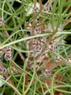 Hakea scoparia