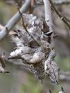 Hakea scoparia