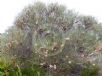 Hakea scoparia